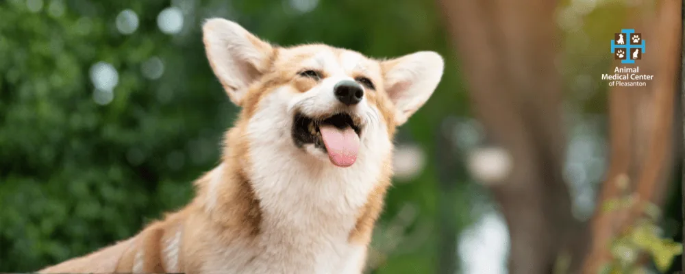 $399 Dental Special until December.