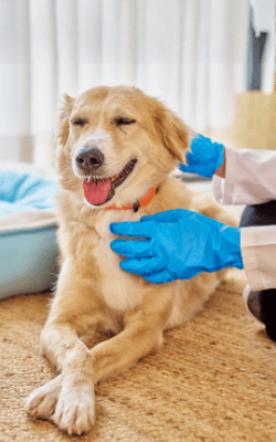 Sundays from 1 – 3pm | $20 vaccinations