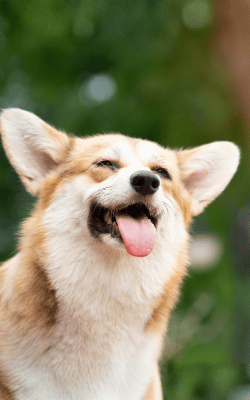 $399 Dental Special until December.