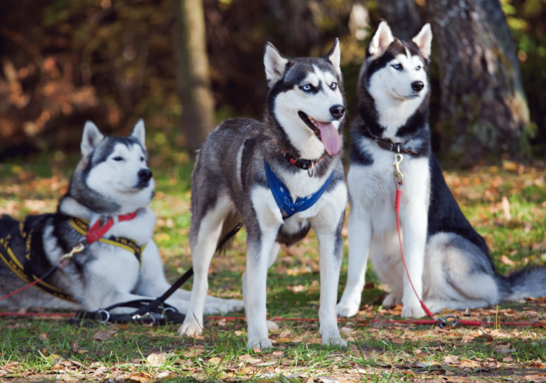 Three Siberian Huskies in a park, showcasing dog breed trends influenced by media.