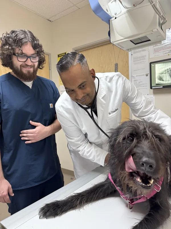Veterinarian examining a dog with a technician at Animal Medical Center of Pleasanton.