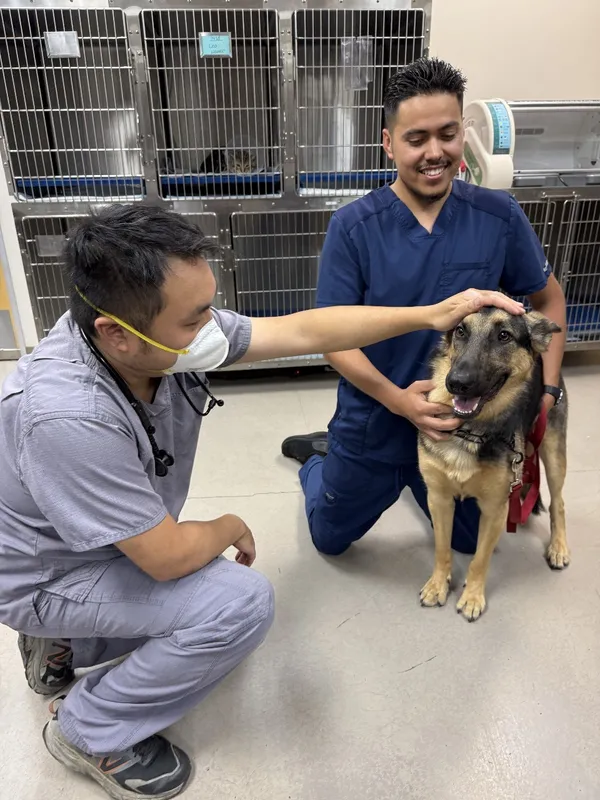 Veterinary staff interacting with a happy dog at Animal Medical Center of Pleasanton.