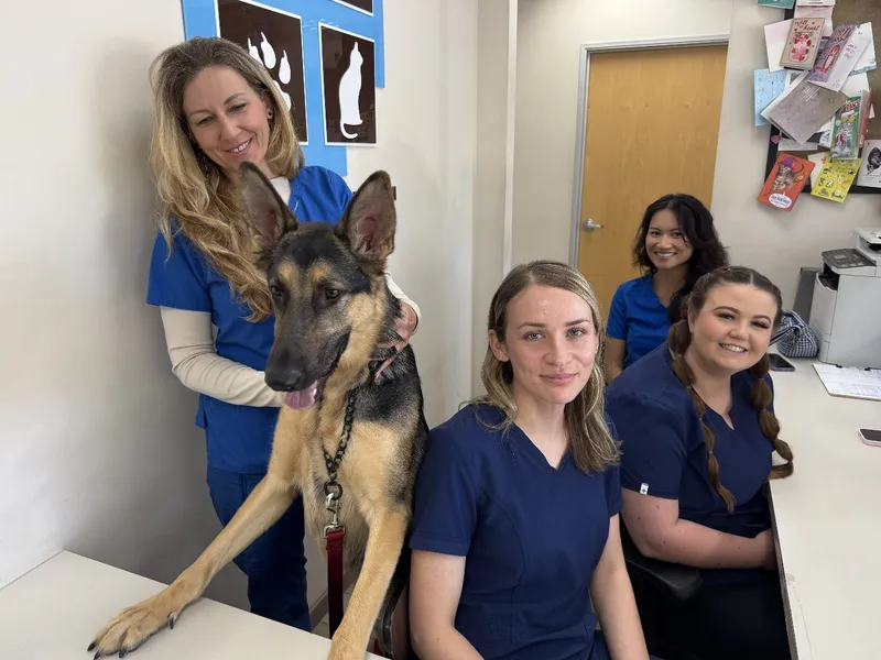 Veterinary staff at Animal Medical Center of Pleasanton with a German Shepherd dog in a reception area.