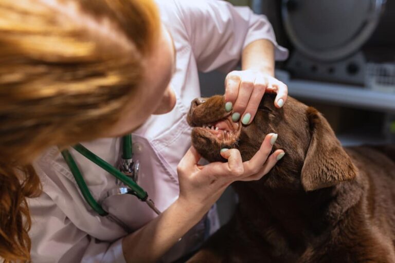 Veterinarian examining a dog's teeth at Animal Medical Center of Pleasanton, preventing periodontal disease.
