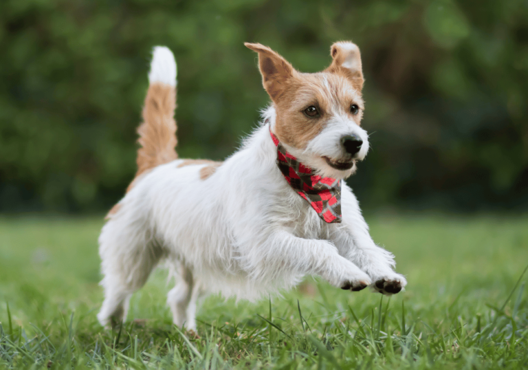 Small dog running in grassy field wearing a red plaid bandana, representing small dog care.